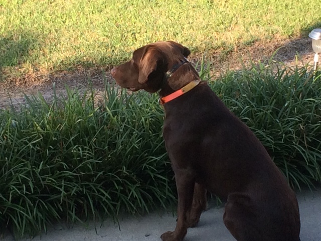 Contentnea Creek Remington | Chocolate Labrador Retriver