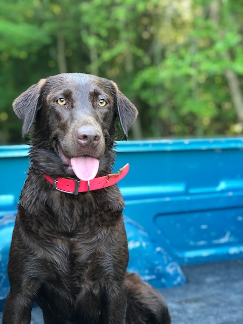 Contentnea Creek Mocha | Chocolate Labrador Retriver