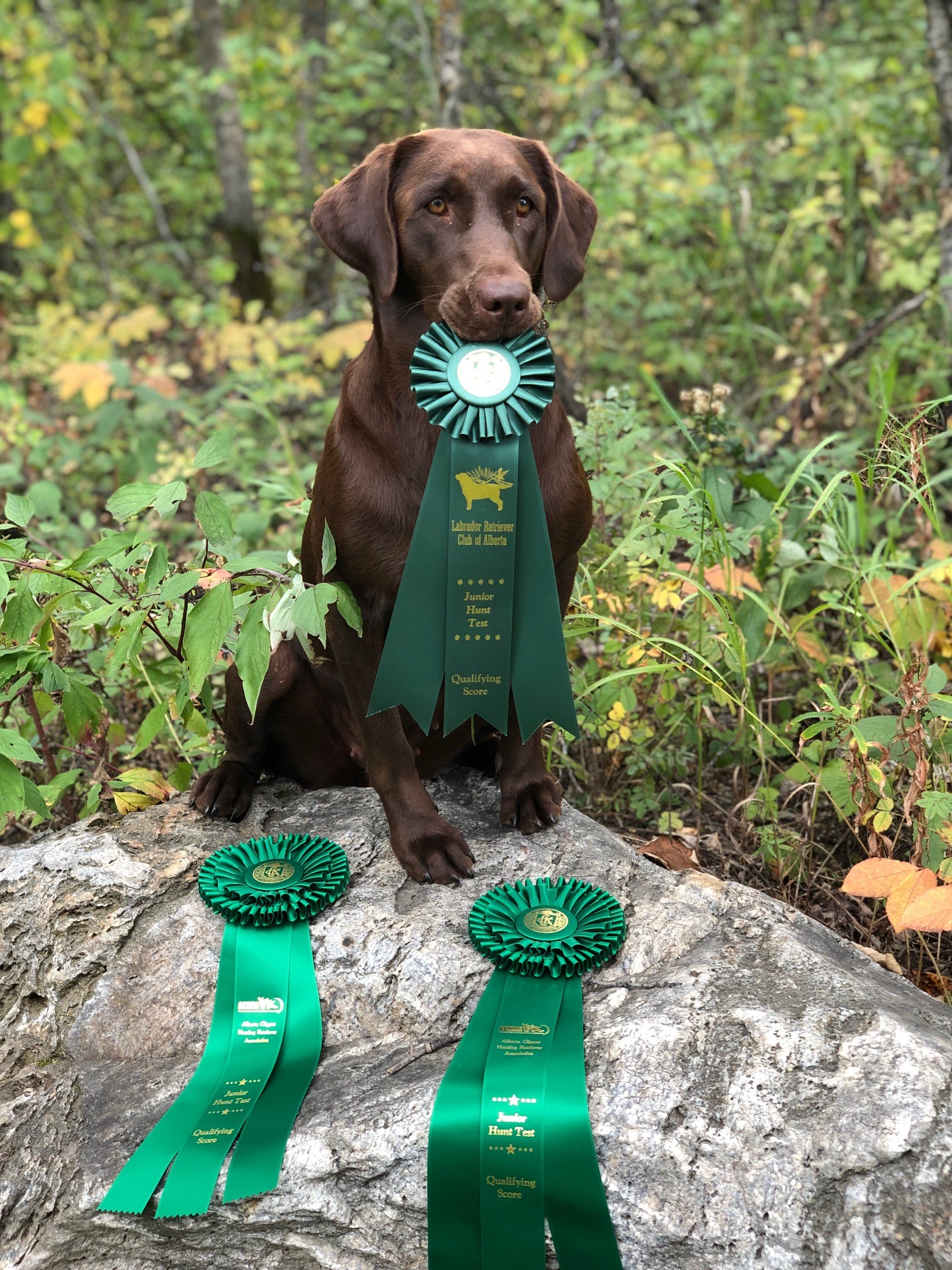 Antlermeadow Lillyridge Dashie JH WC | Chocolate Labrador Retriver