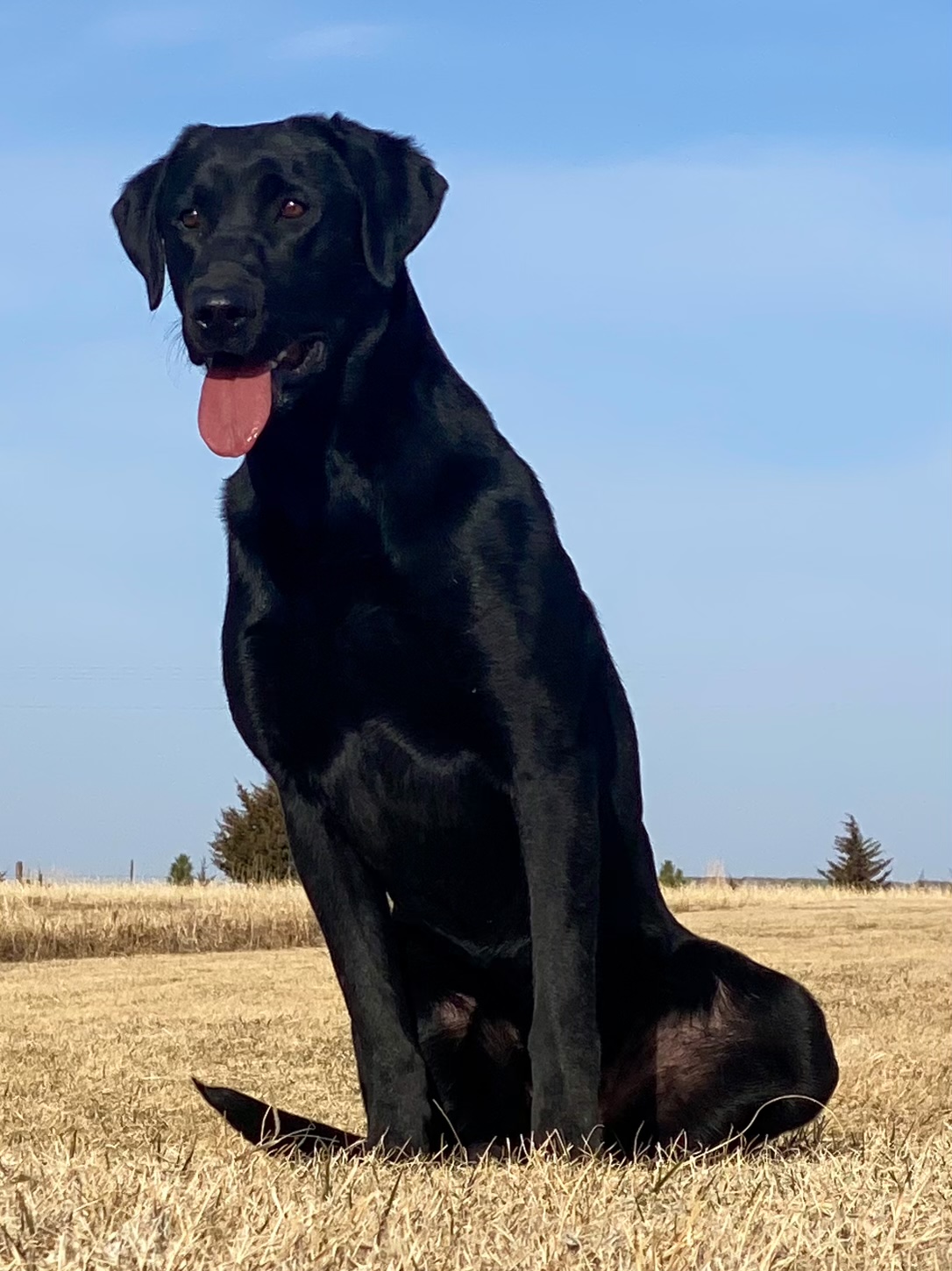 Pcr’s Champagne Taste On A Beer Budget | Black Labrador Retriver