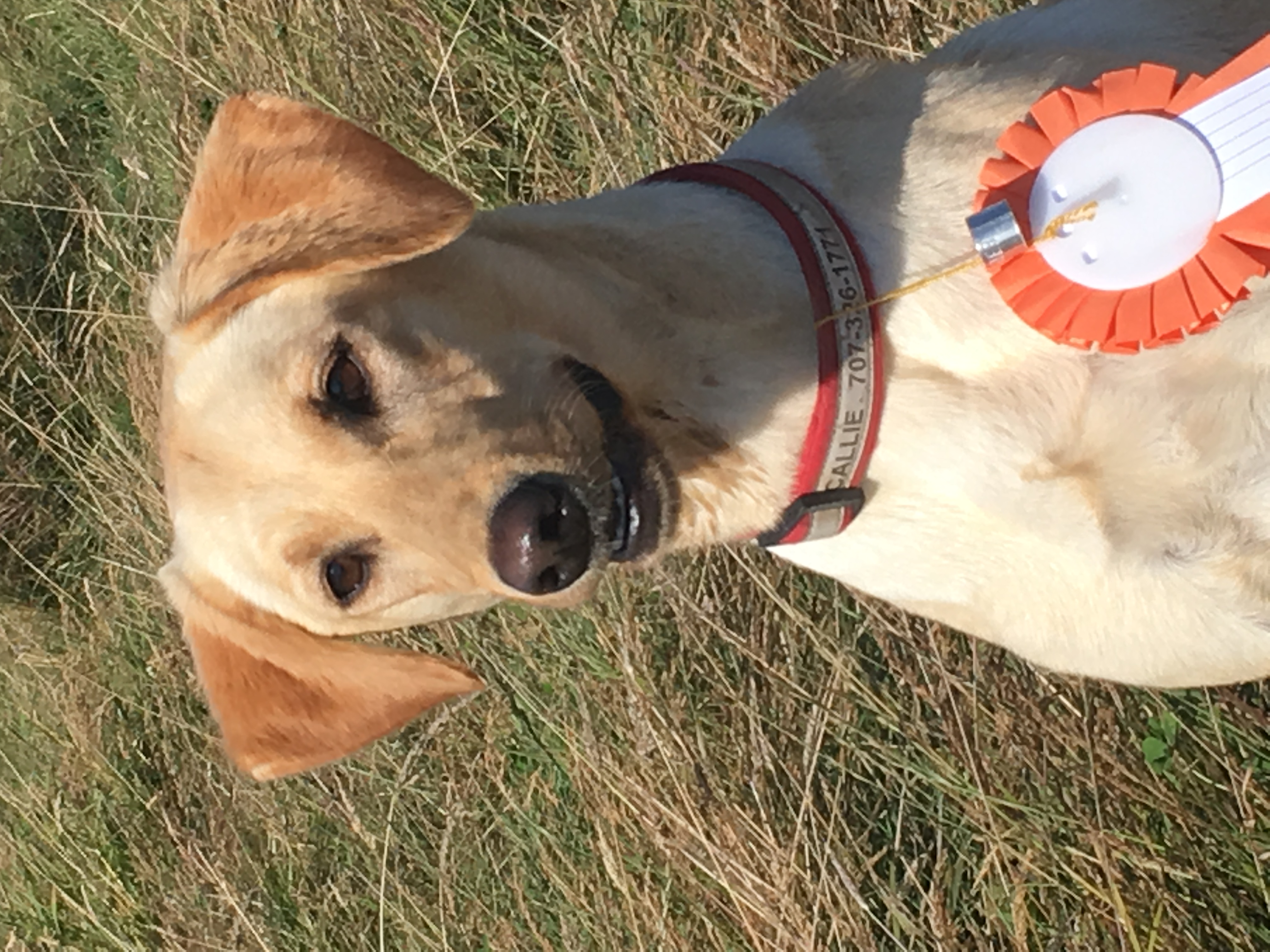 Tinstars High Caliber Girl MH | Yellow Labrador Retriver