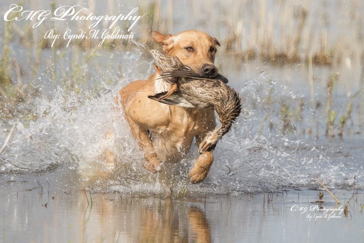 HRCH UH Retrievers Retreats Simple Man | Yellow Labrador Retriver