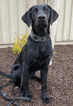 Deep Hollows Gemini ORT SWN | Black Labrador Retriver