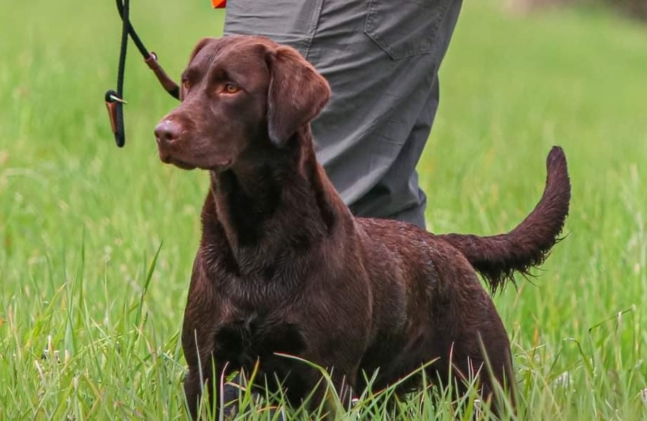 APR SHR Fritz's Bad Motor Scooter | Chocolate Labrador Retriver