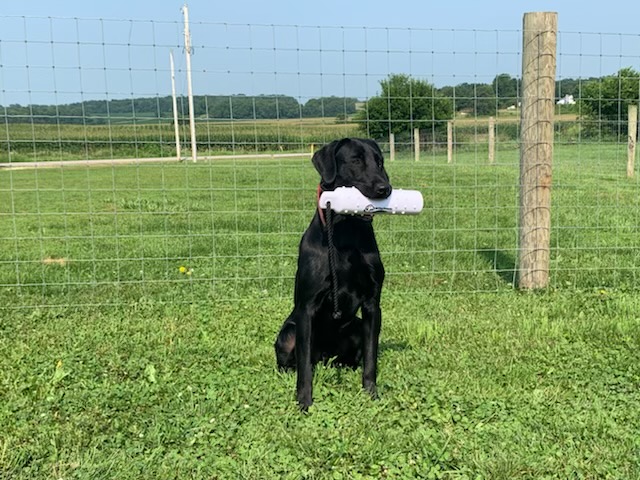 SHR Schulte's Darkside Of Nash | Black Labrador Retriver