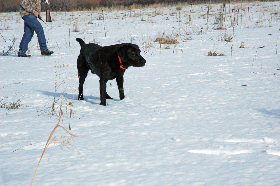 4X-GMPR HR Bearpoint's Reign Of The Savage | Black Labrador Retriver