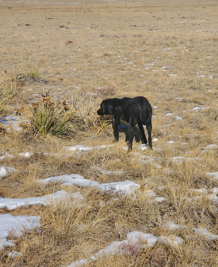 Bearpoint's Allie Mae | Black Labrador Retriver