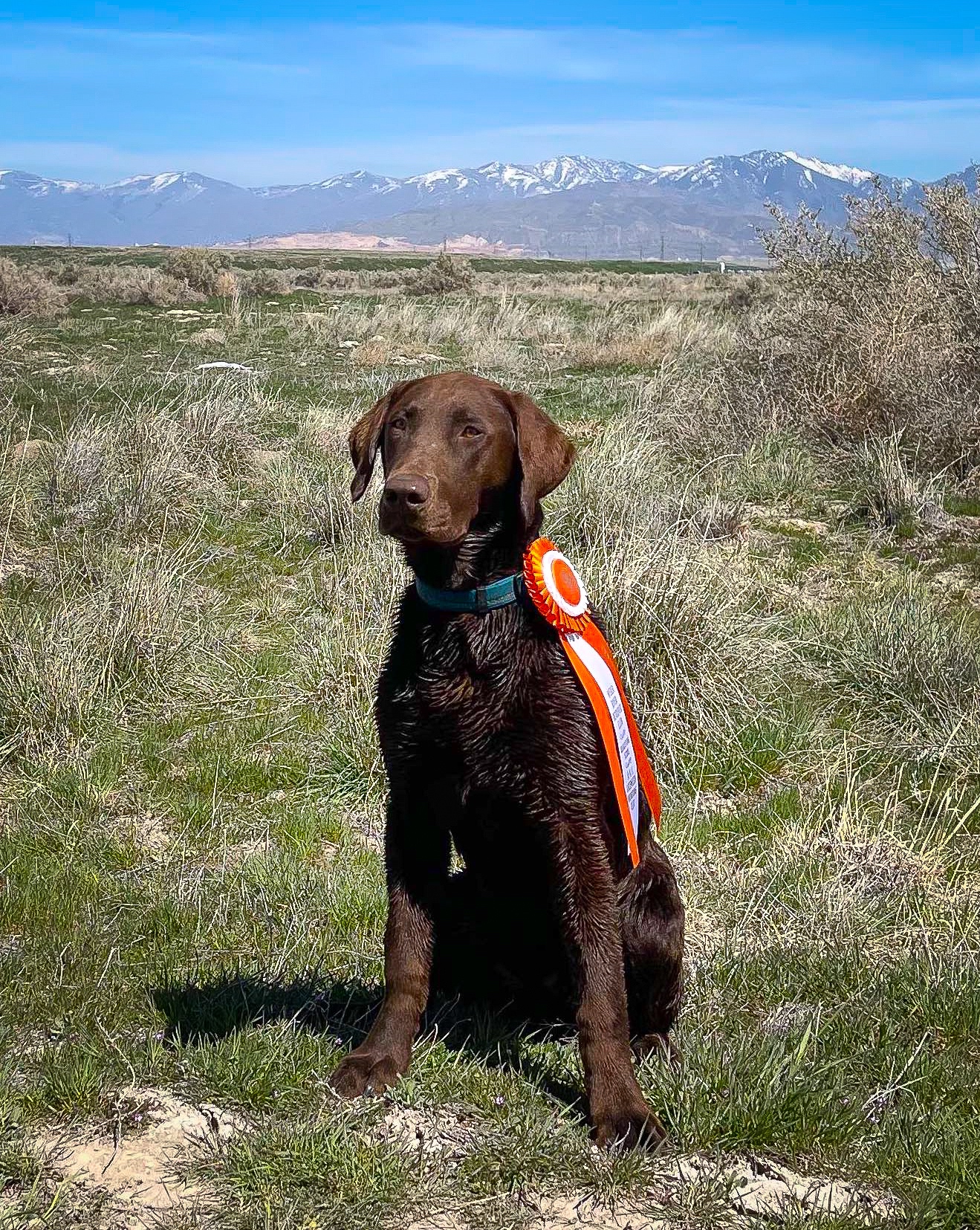 Watermonsters Sky Ryder JH | Chocolate Labrador Retriver