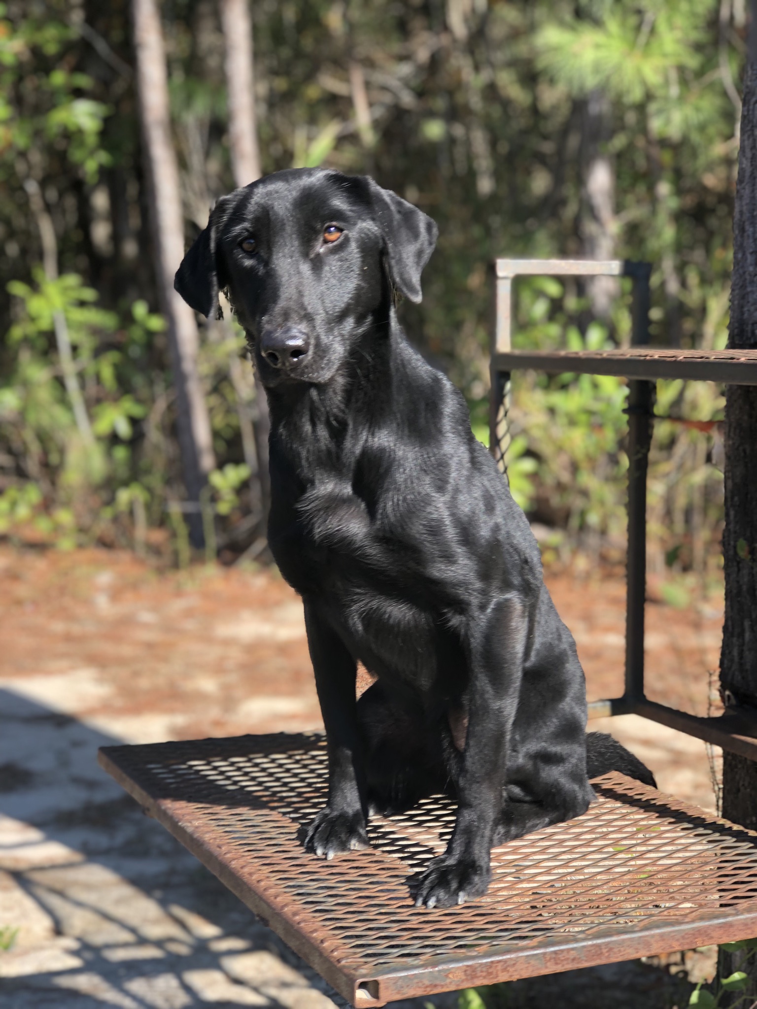 Moss Bend’s Beginning Of A Dynasty | Black Labrador Retriver