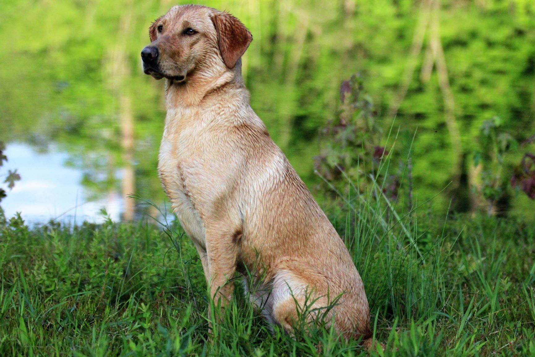 Westwinds Glorious Sun | Yellow Labrador Retriver