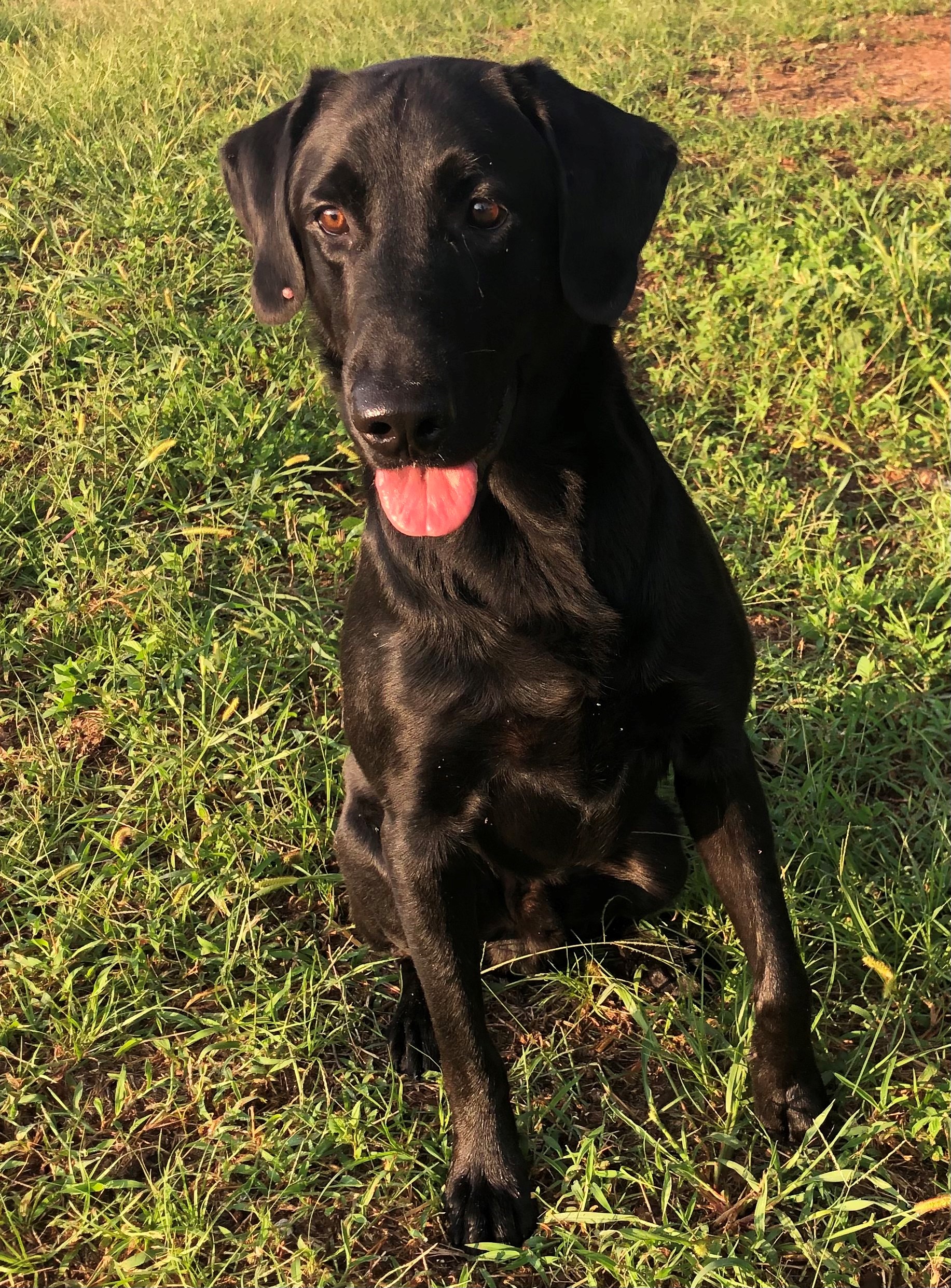 Ruff Rivers Gotta Be Your Bull | Black Labrador Retriver