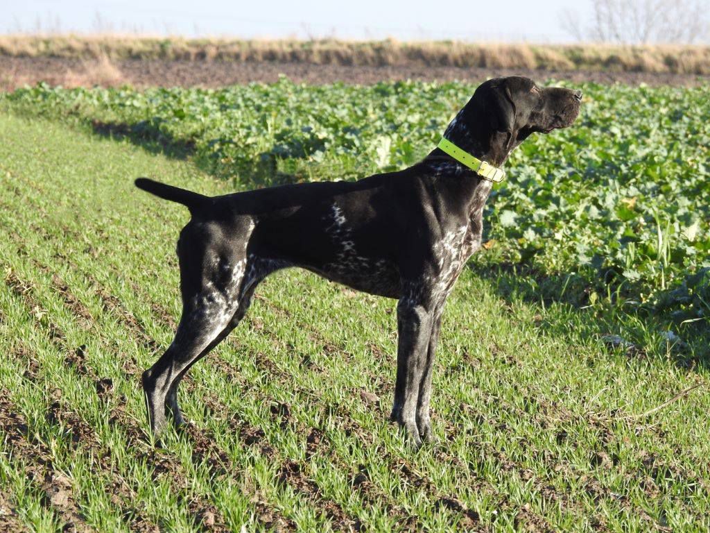 OUANE DU CLOS DE RÊVE D’OR | German Shorthaired Pointer 