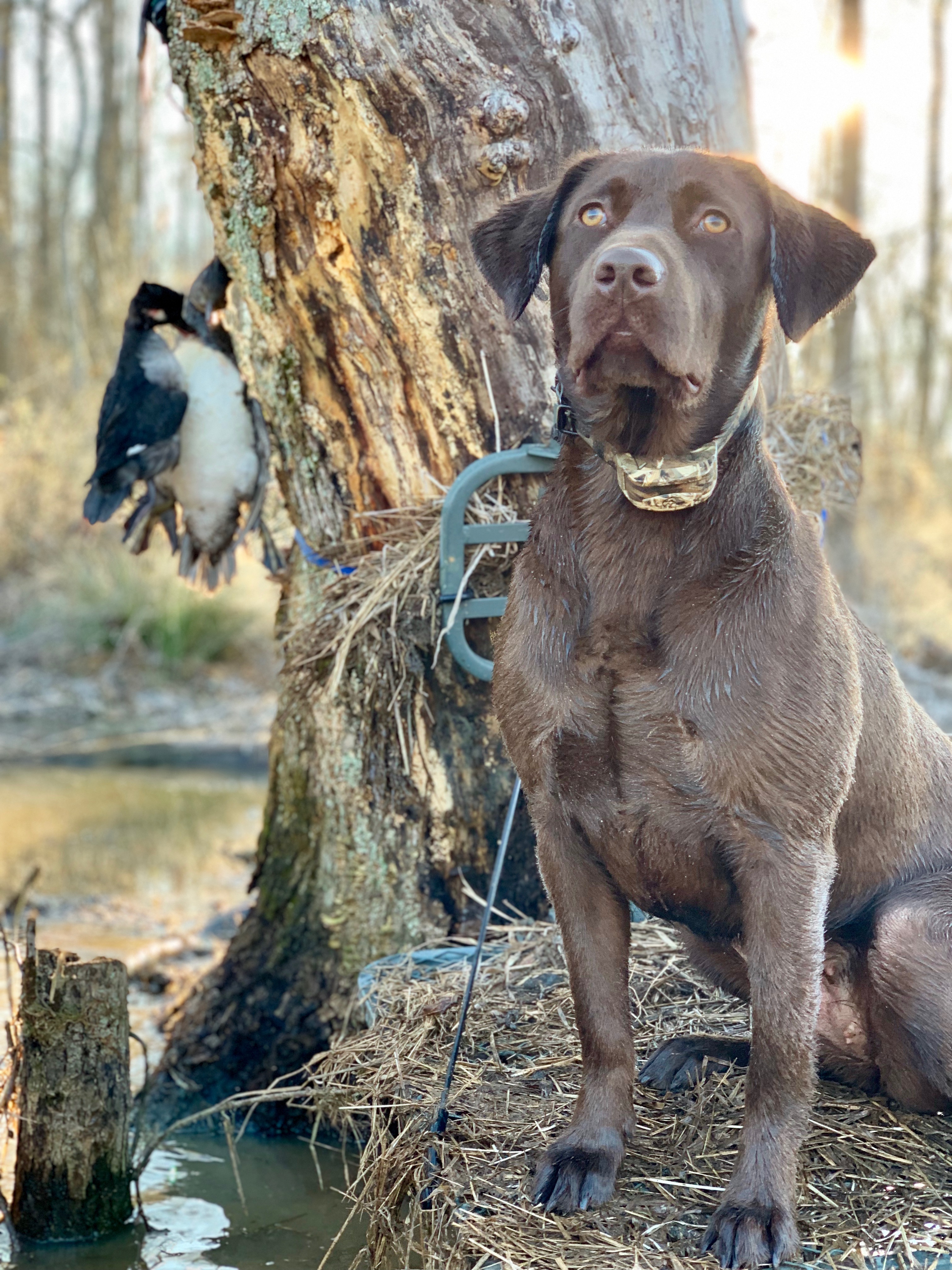 HR Sweet Georgia Lily | Chocolate Labrador Retriver