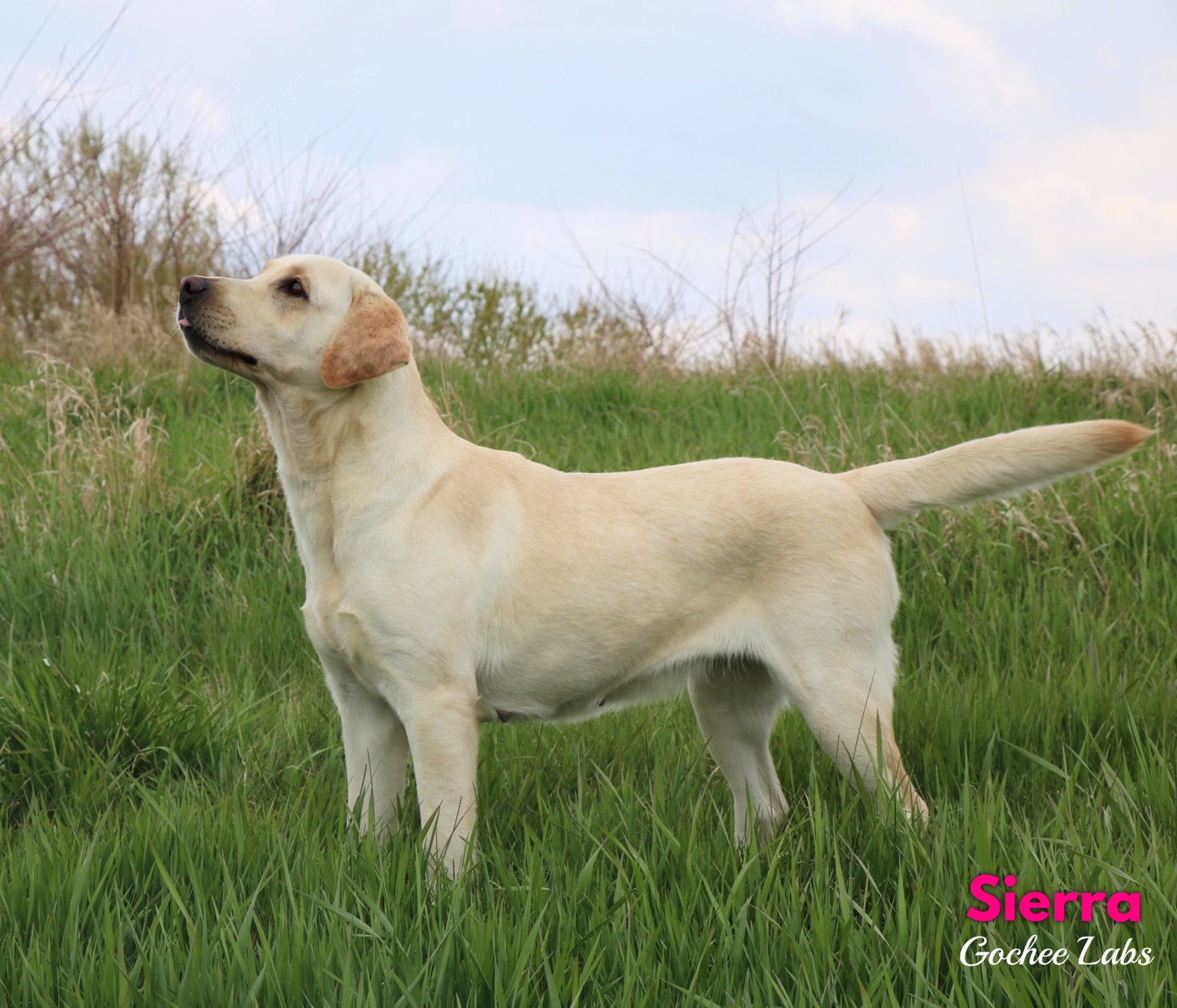 Windy Acres The Best Is Yet To Come | Yellow Labrador Retriver