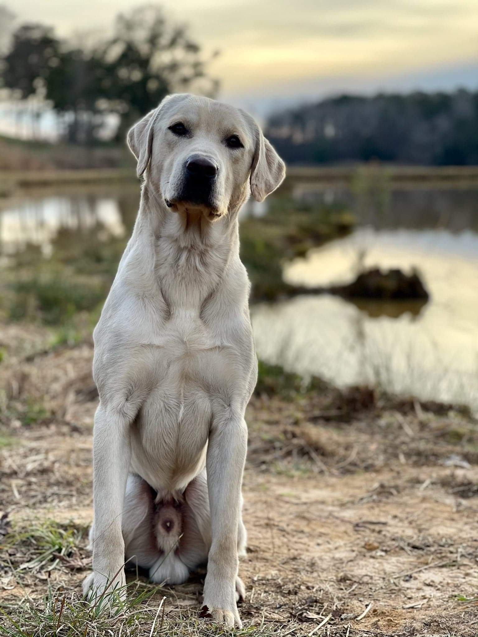 HR Candlewoods Always Sonny In Rva SH | Yellow Labrador Retriver