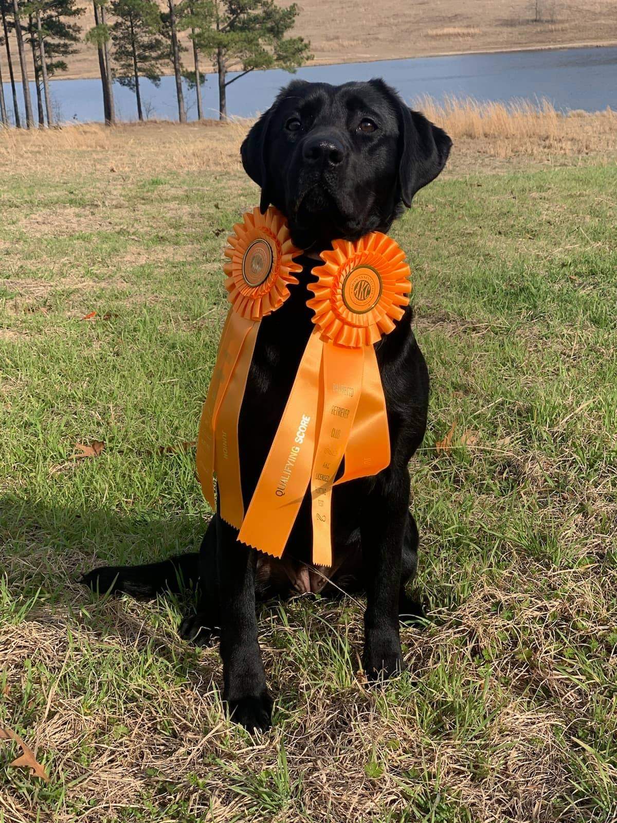 Lady Culpeper Of Blue Ridge Lane JH | Black Labrador Retriver