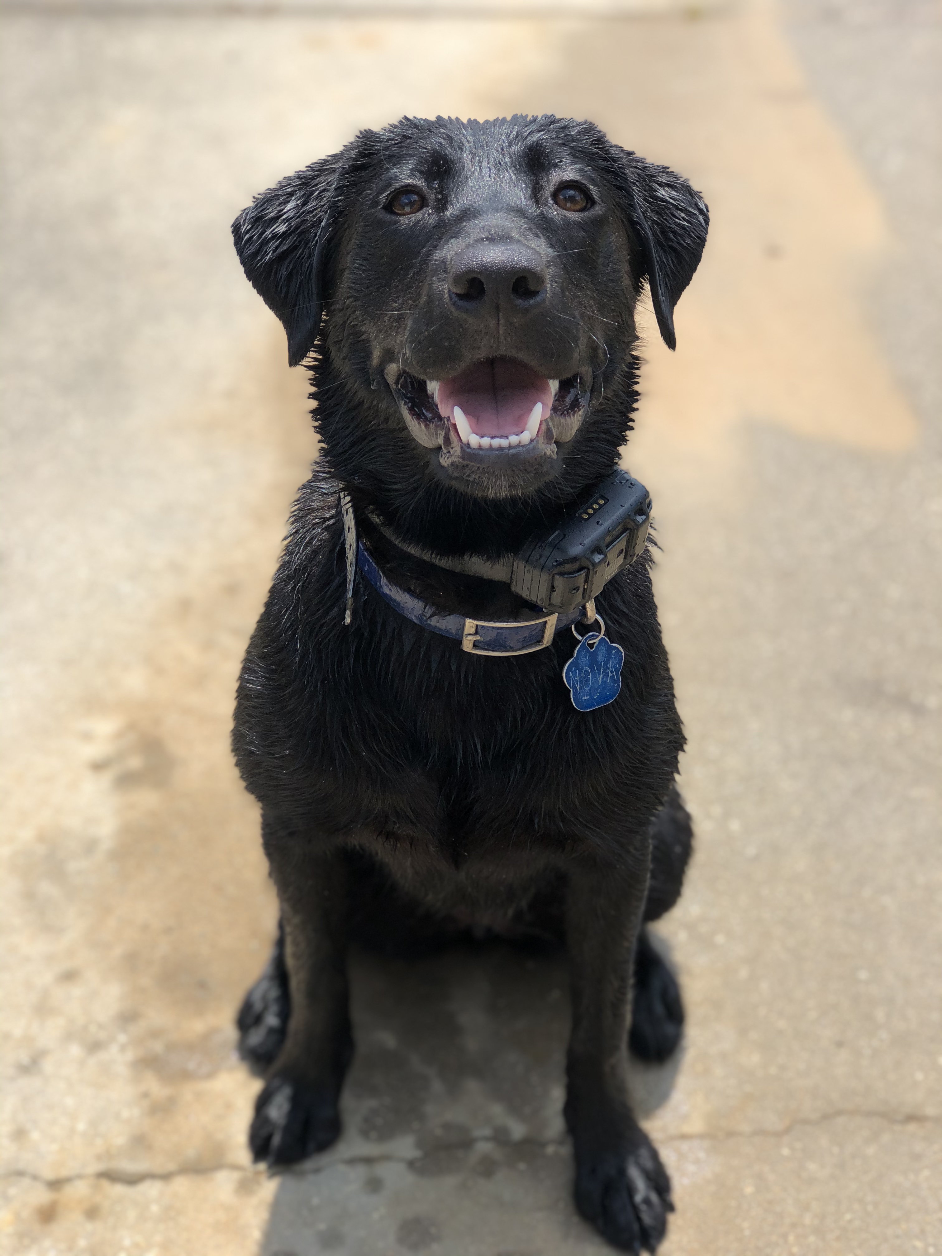 Delawarr’s Little Smokin Gun | Black Labrador Retriver