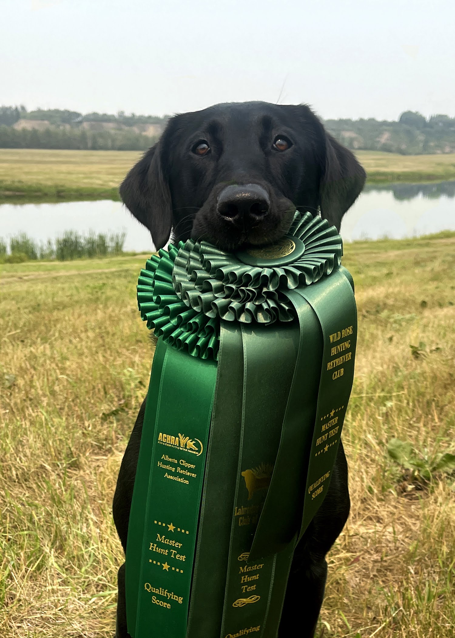 Cattail Carbon Diamond In The Rough SH WCX | Black Labrador Retriver