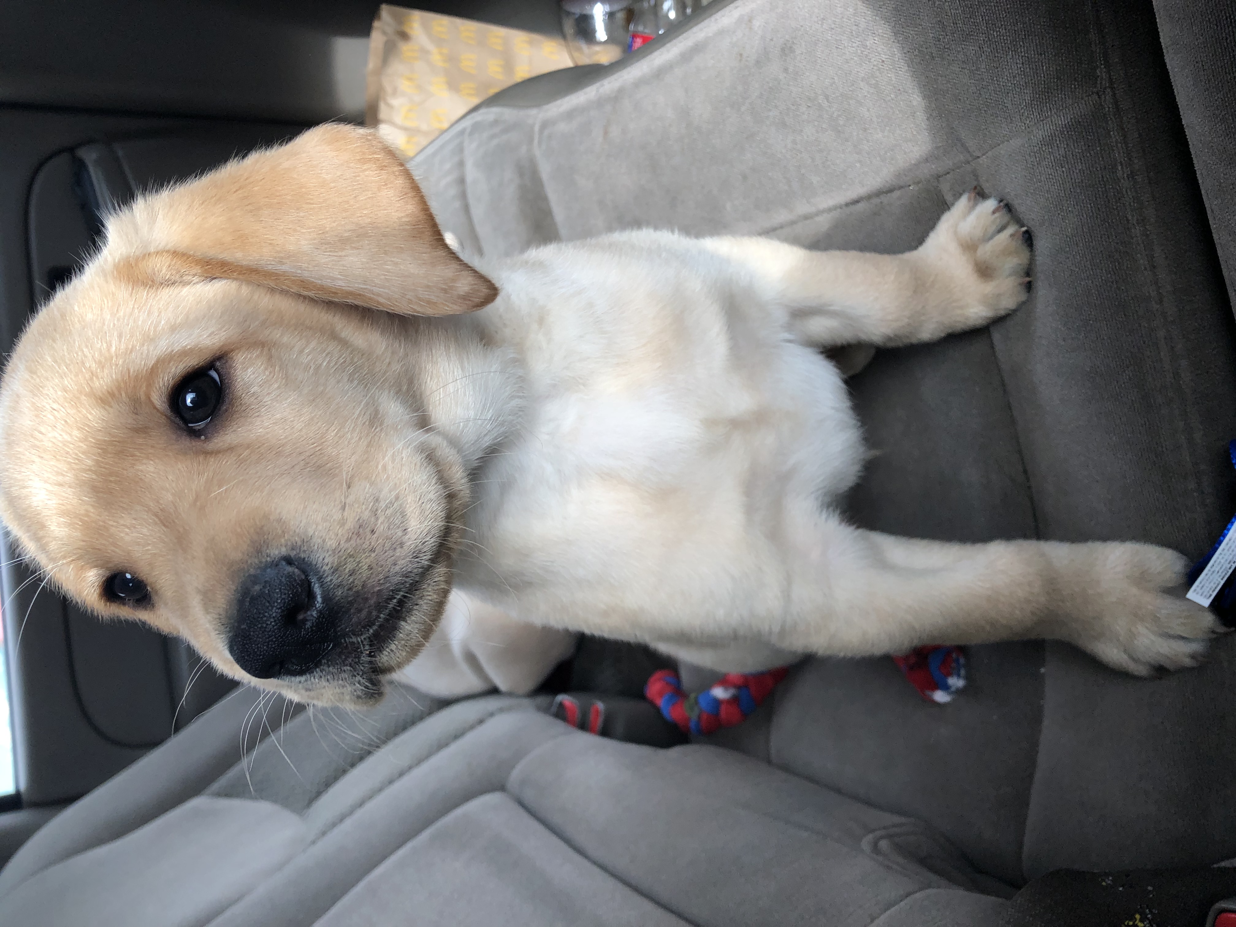 East End’s Dashing Man | Yellow Labrador Retriver