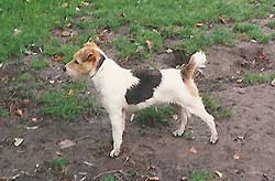 Kingsway Tiny | Parson Russell Terrier 