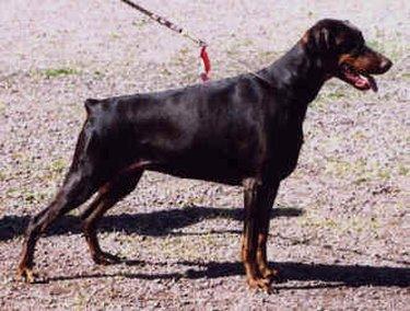 Toscanina's Madame Mocca | Brown Doberman Pinscher