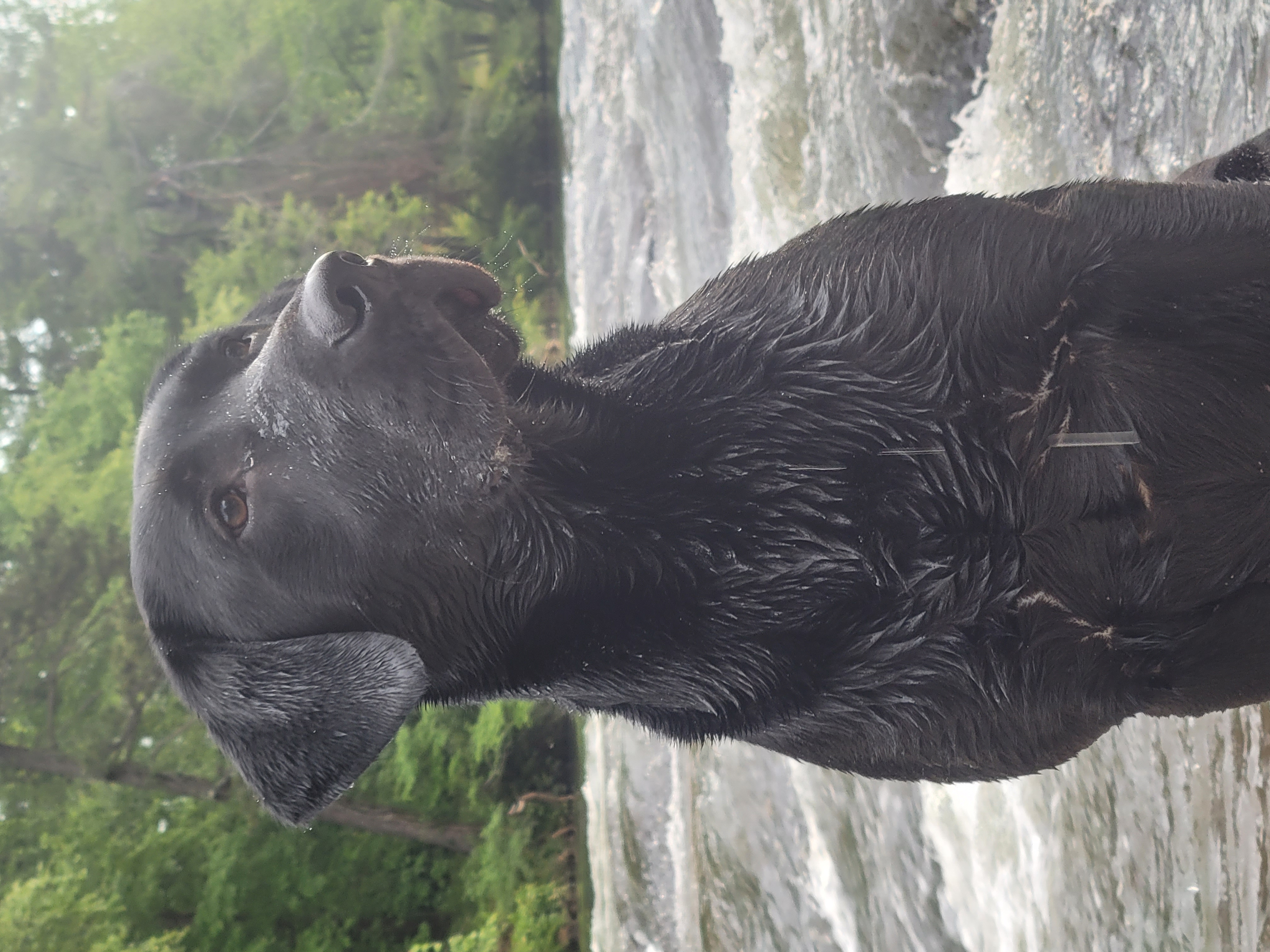 Stagecoach’s Back In The Holler CGC | Black Labrador Retriver