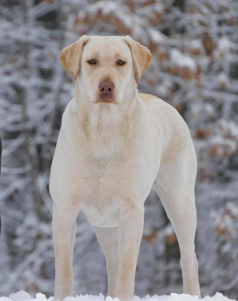 Jole’s Snow Queen Of Texas TKN CGC | Yellow Labrador Retriver