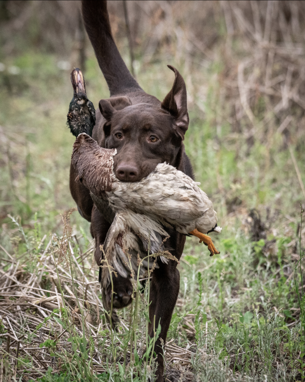 HR Backwood's Sweet Hershey Kiss JH | Chocolate Labrador Retriver