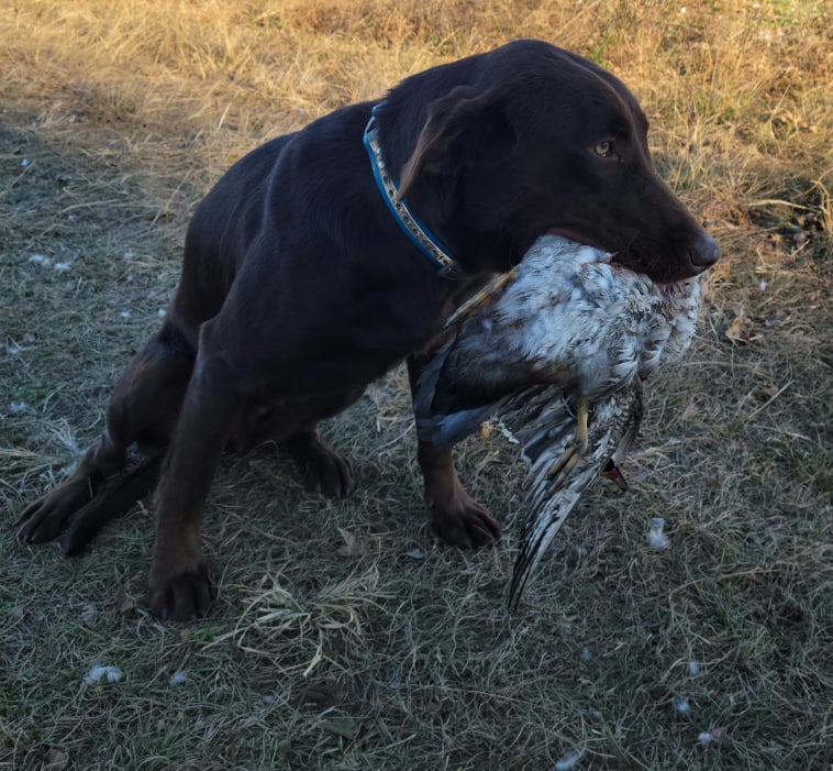 Wyatt's Diamond In The Ruff | Chocolate Labrador Retriver