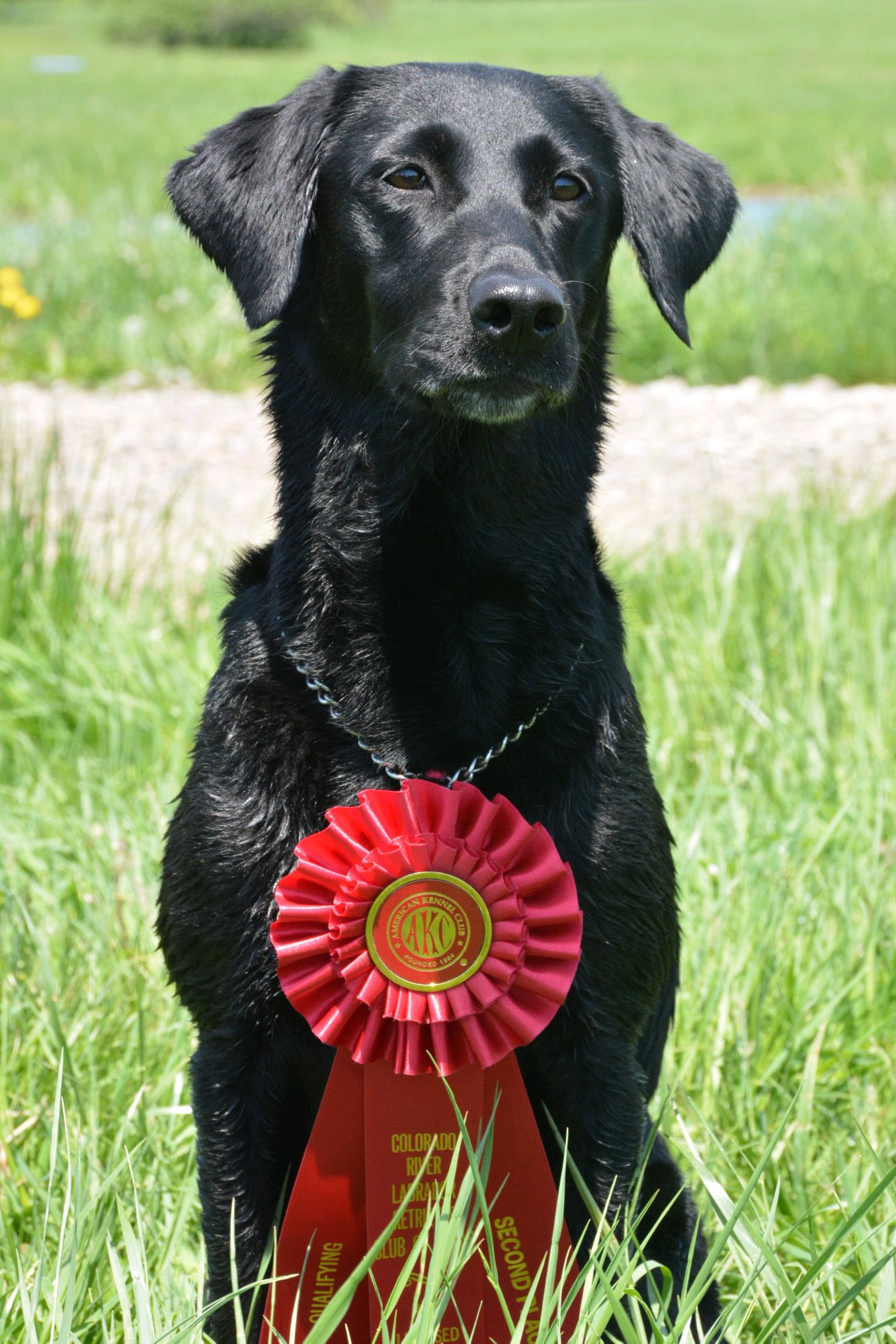 Peace The American Way QAA | Black Labrador Retriver