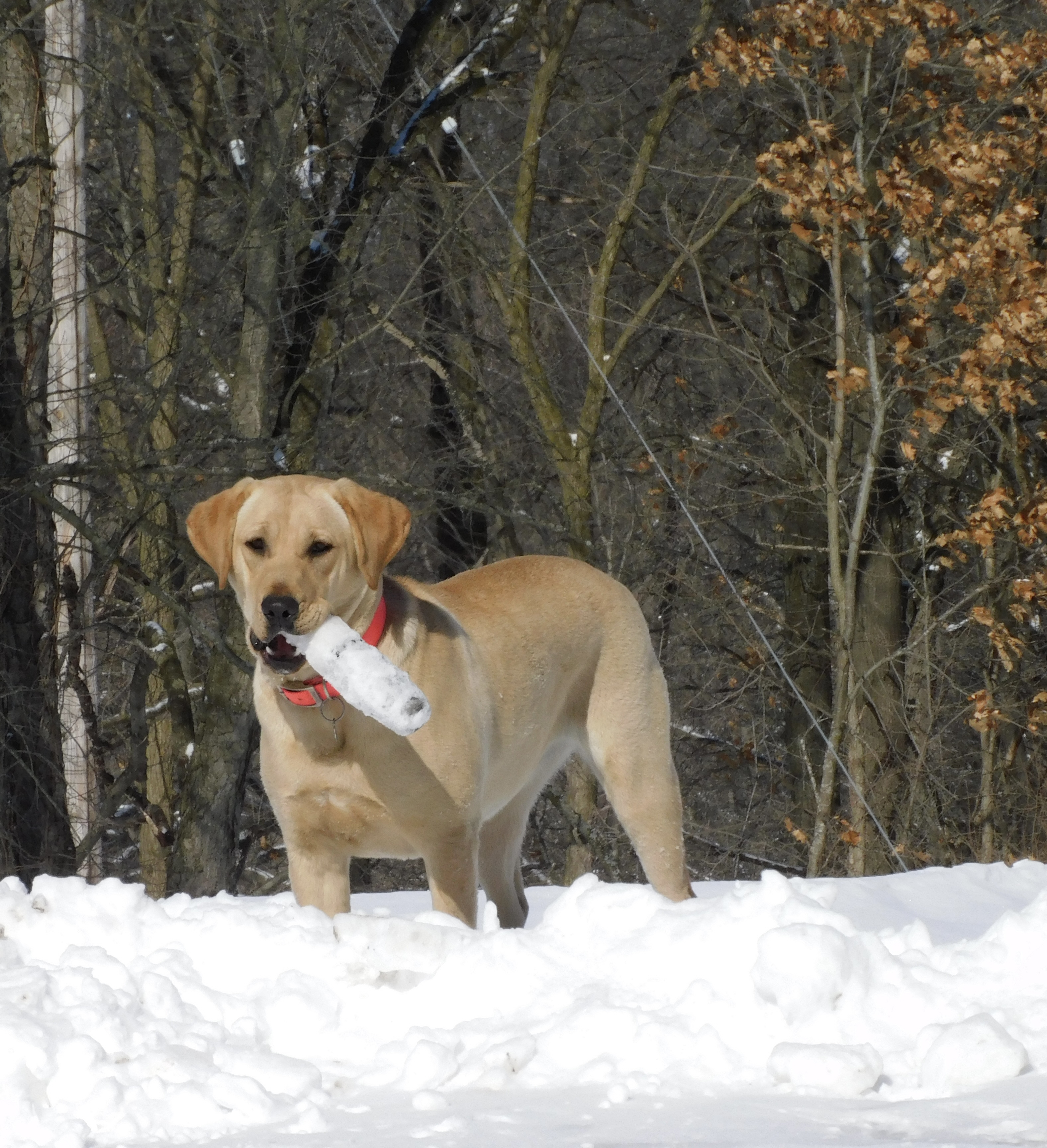 Jole’s Cajun Queen TKN CGC | Yellow Labrador Retriver