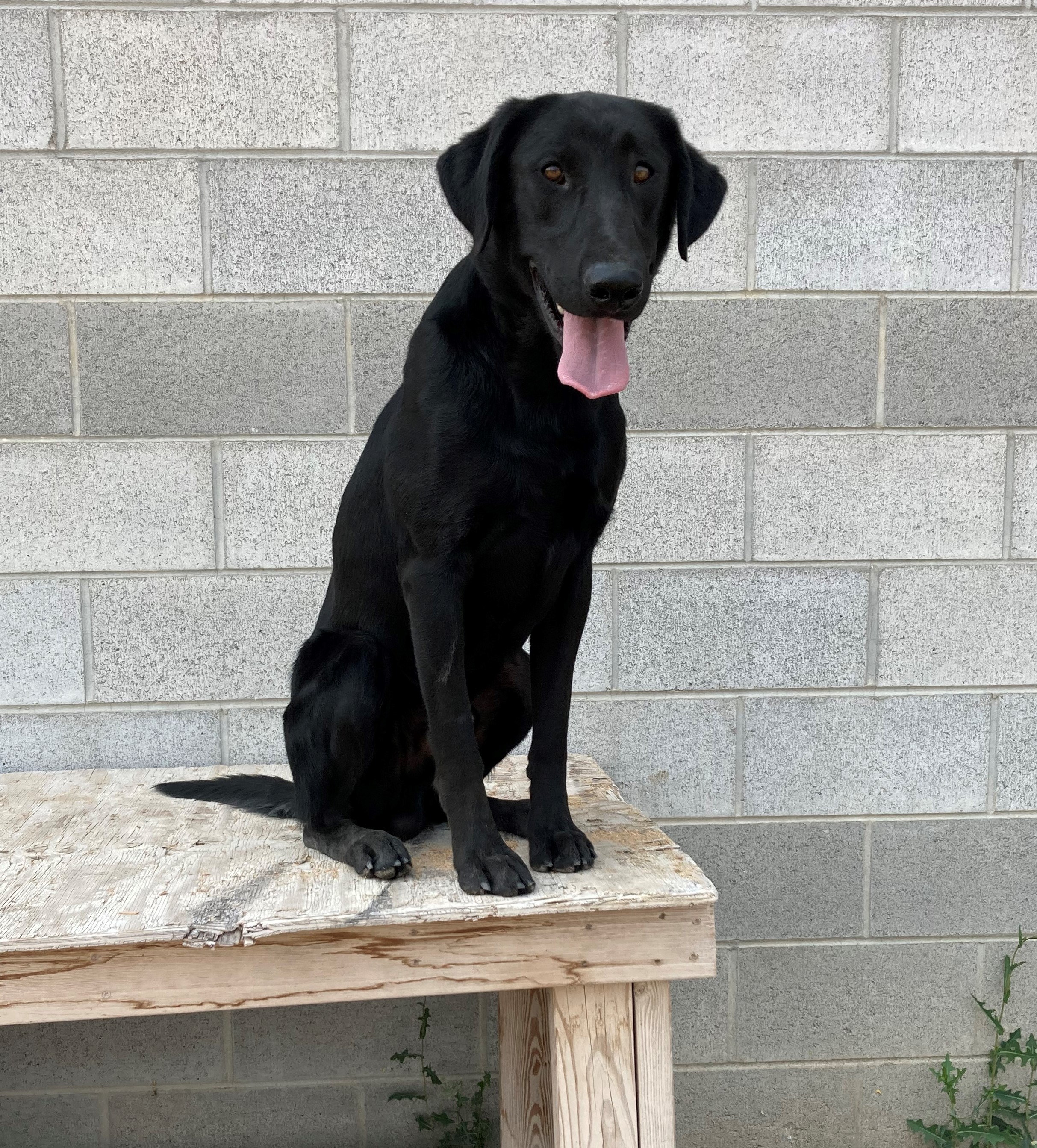 Duck Island Five Star General | Black Labrador Retriver