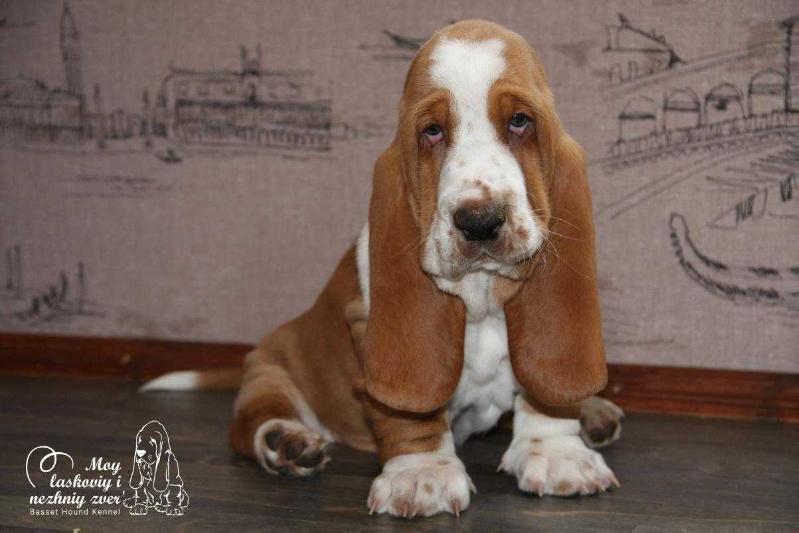 Edgar Moy laskoviy i nezhniy zver' | Basset Hound 