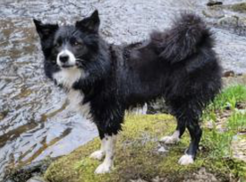 Kind Horn Fimmta Luna | Icelandic Sheepdog 