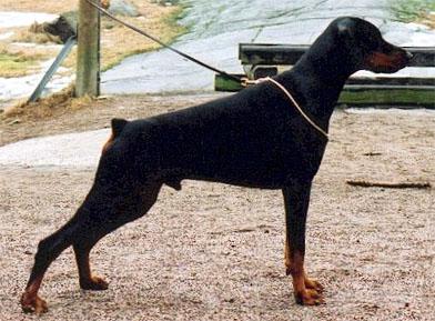 Graaf Elton v. Neerlands Stam | Black Doberman Pinscher