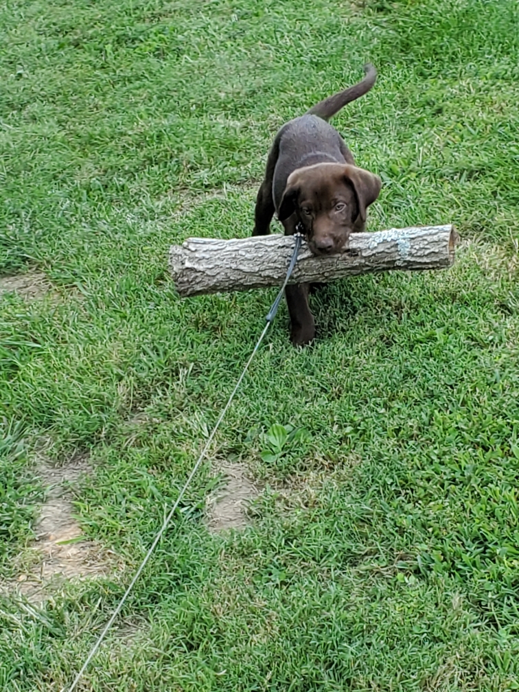 Trinity Oak’s Muddy Marsh Moose | Chocolate Labrador Retriver