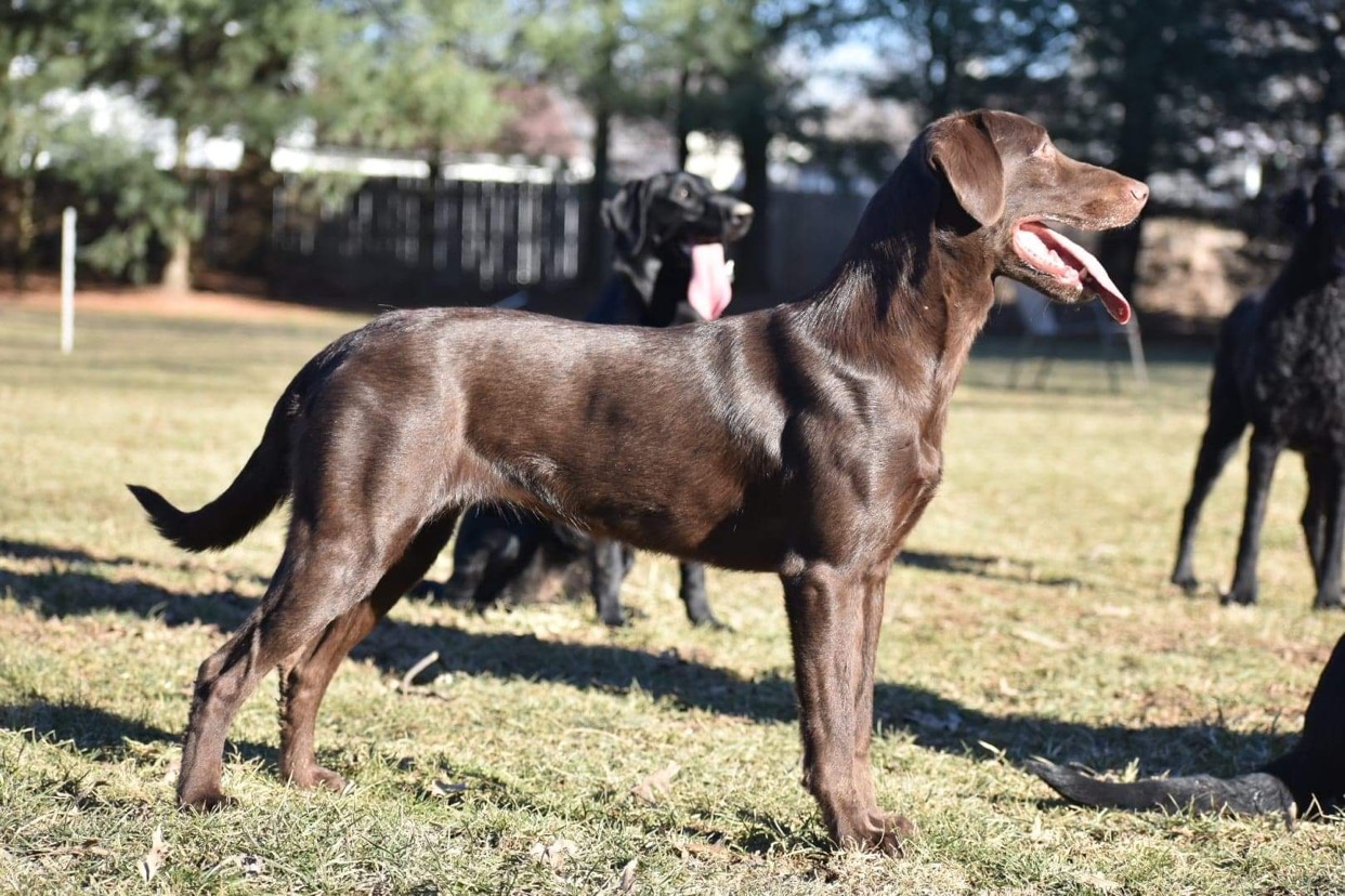 Emncee’s Don’t Tell | Chocolate Labrador Retriver