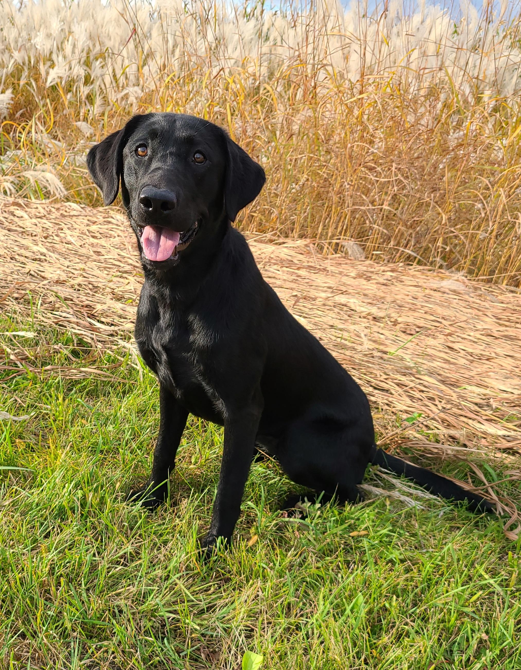 Emmitts Outlaw Missing In Action | Black Labrador Retriver