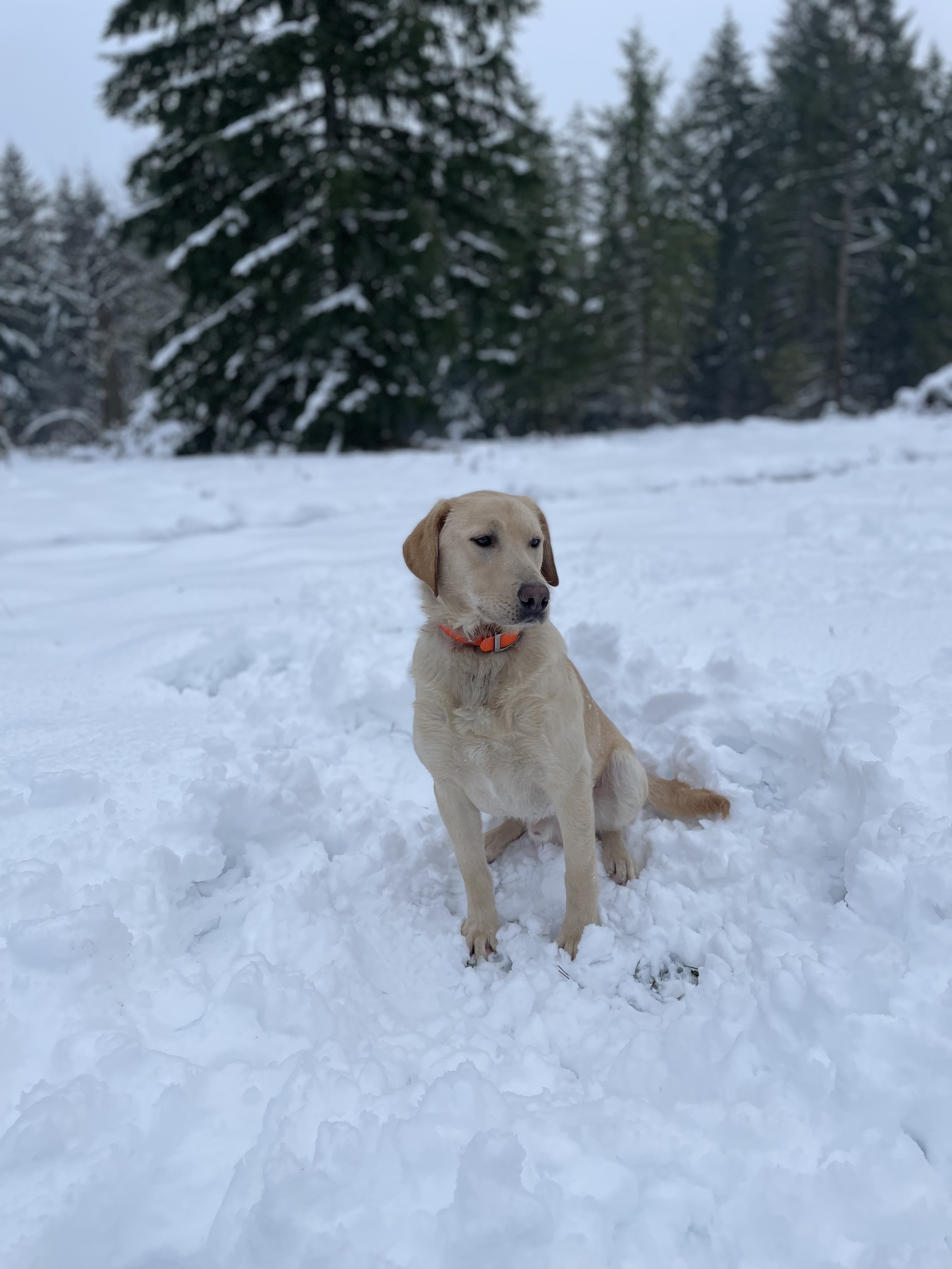 Ty's A Ruff Rider | Yellow Labrador Retriver