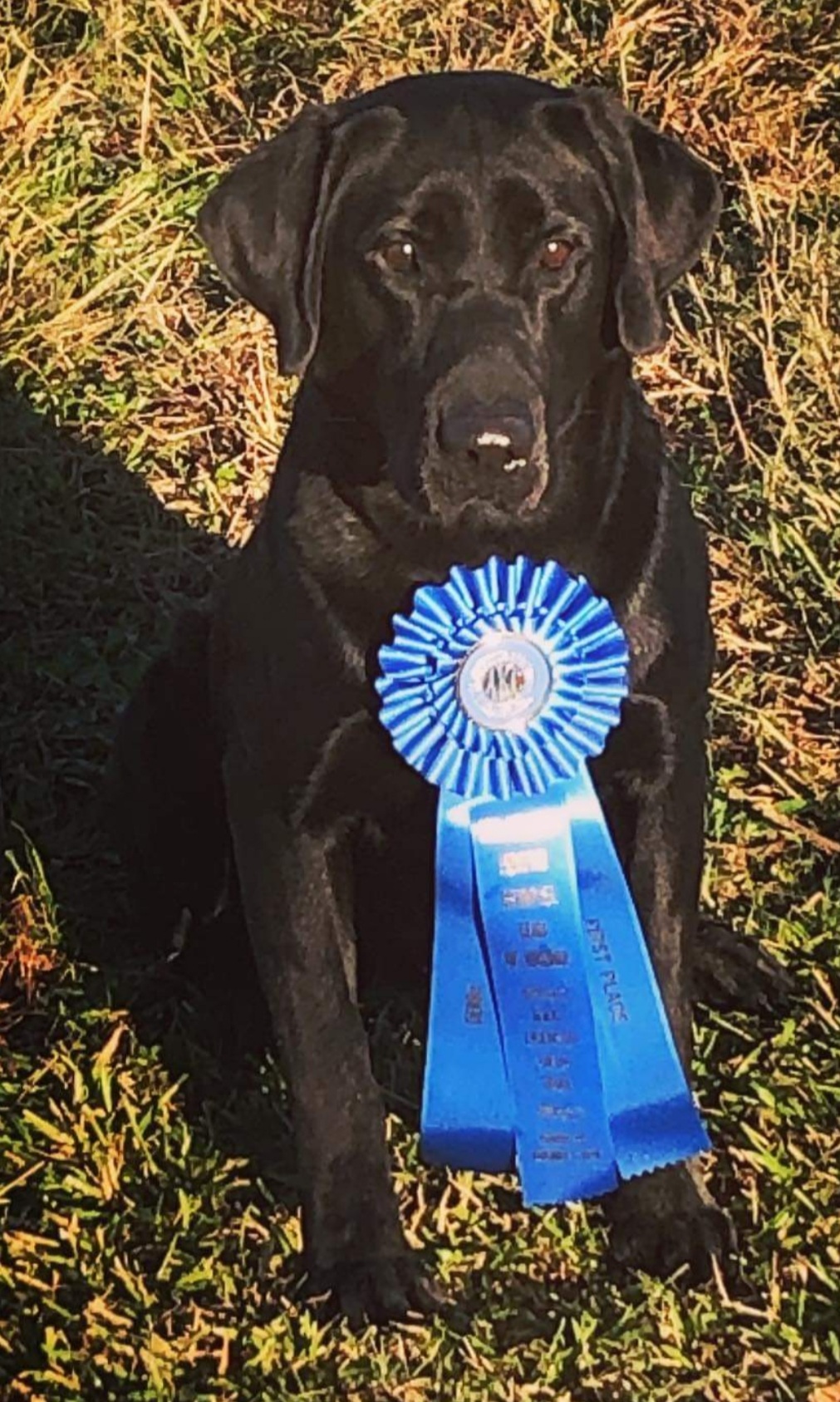 Seaside's Bullrider ** | Black Labrador Retriver