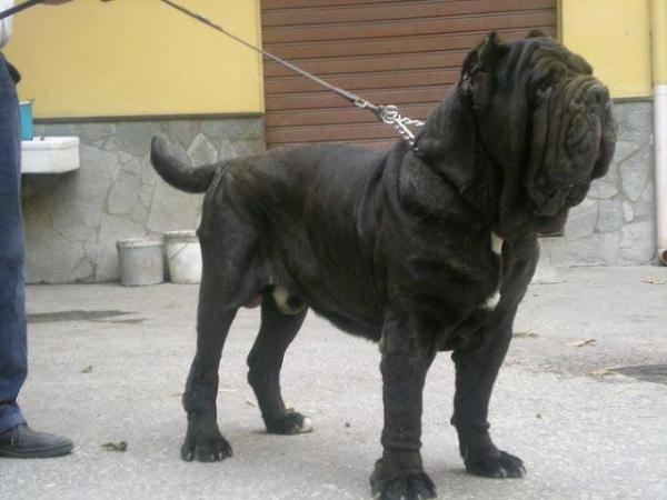 Masaniello del Nolano | Neapolitan Mastiff 