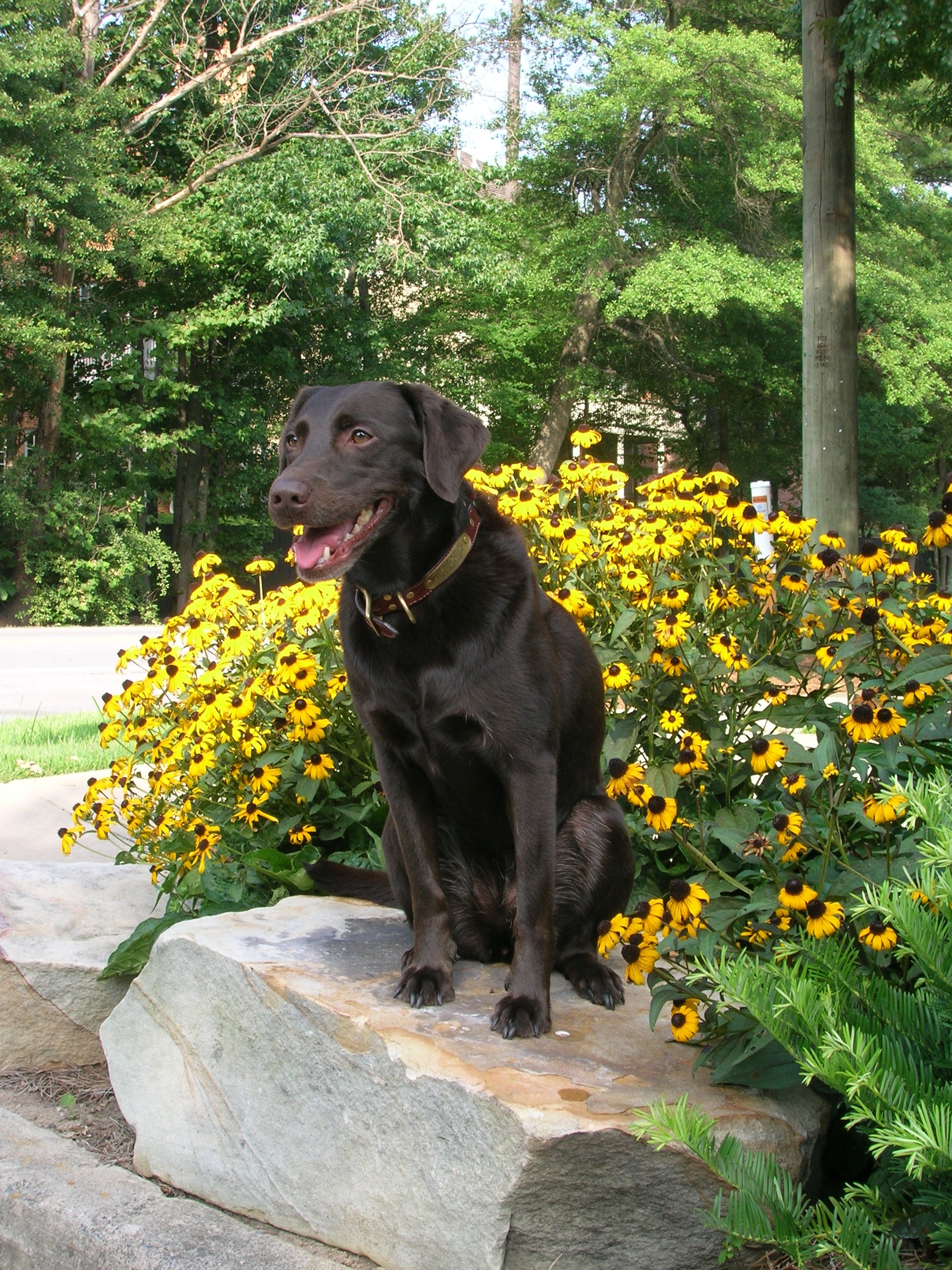 HR Sumo Codoz Brown Bombshell AX, AXJ, AD, JH | Chocolate Labrador Retriver