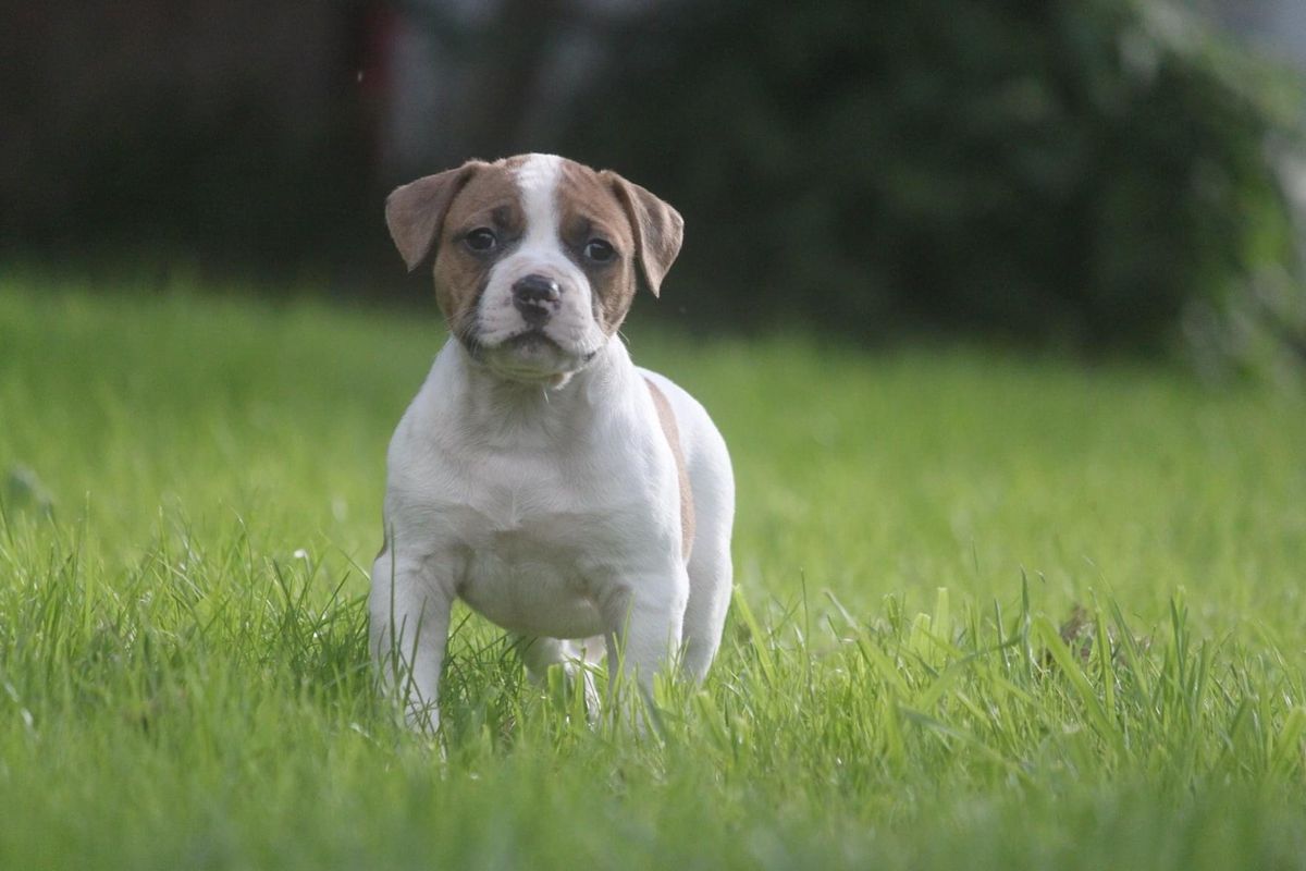 Sprenkels Go Your Own Way | American Bulldog 