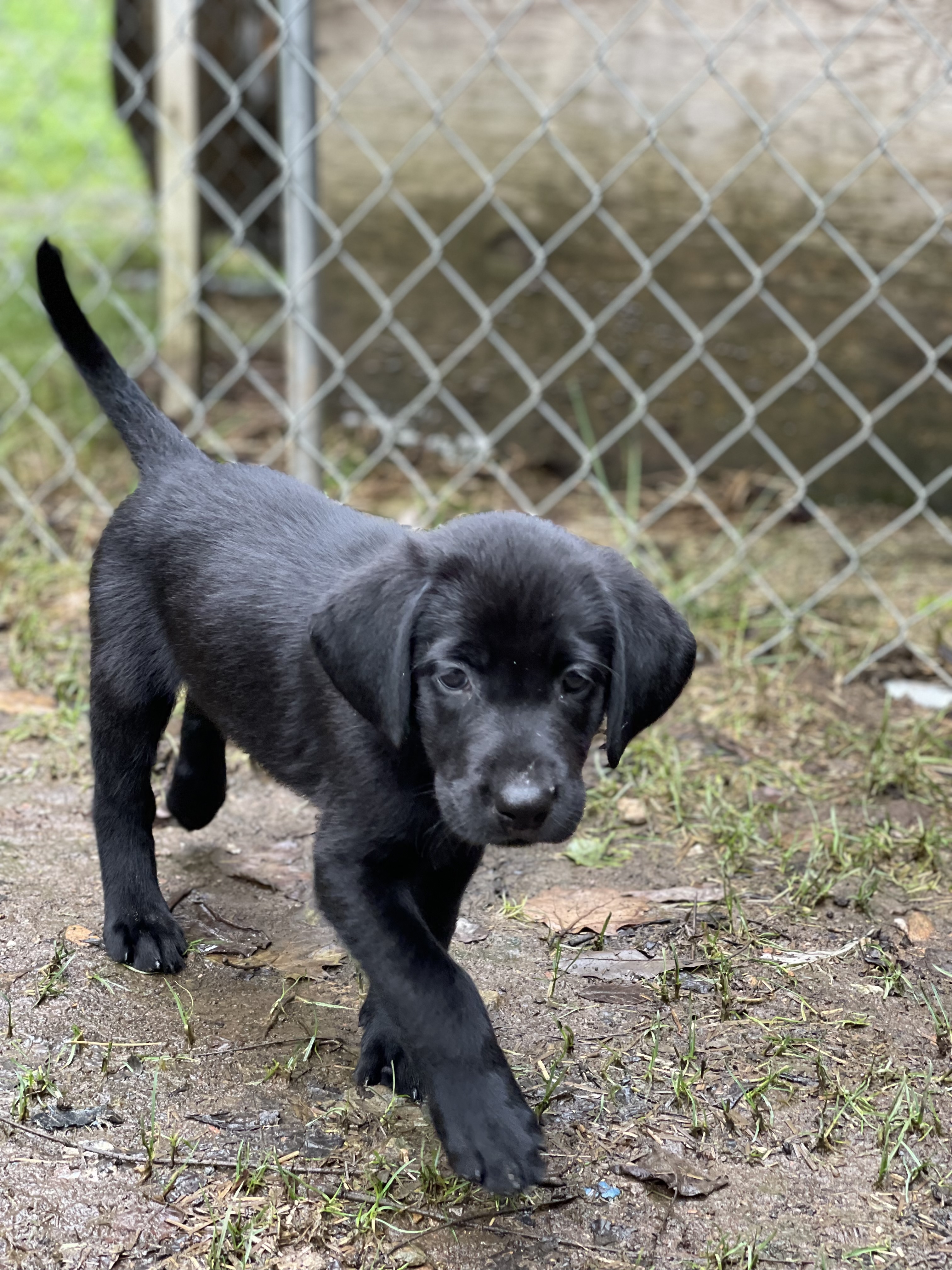 Deep Hollows Glamazon Princess ORT SBN SCN SEN SIN SWN | Black Labrador Retriver