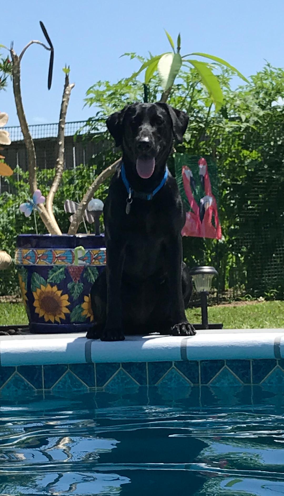 Lady Liberty Of Santa Fe | Black Labrador Retriver