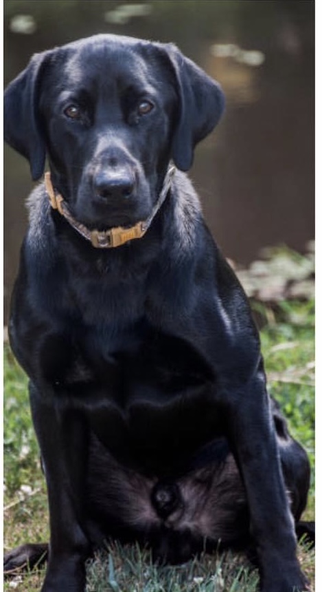 Autumn Ridge Angus | Black Labrador Retriver