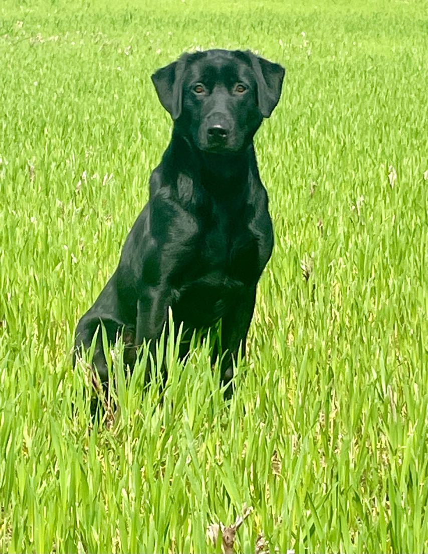 Five Forks She's In It For The Peanuts 'Lucy' MH | Black Labrador Retriver