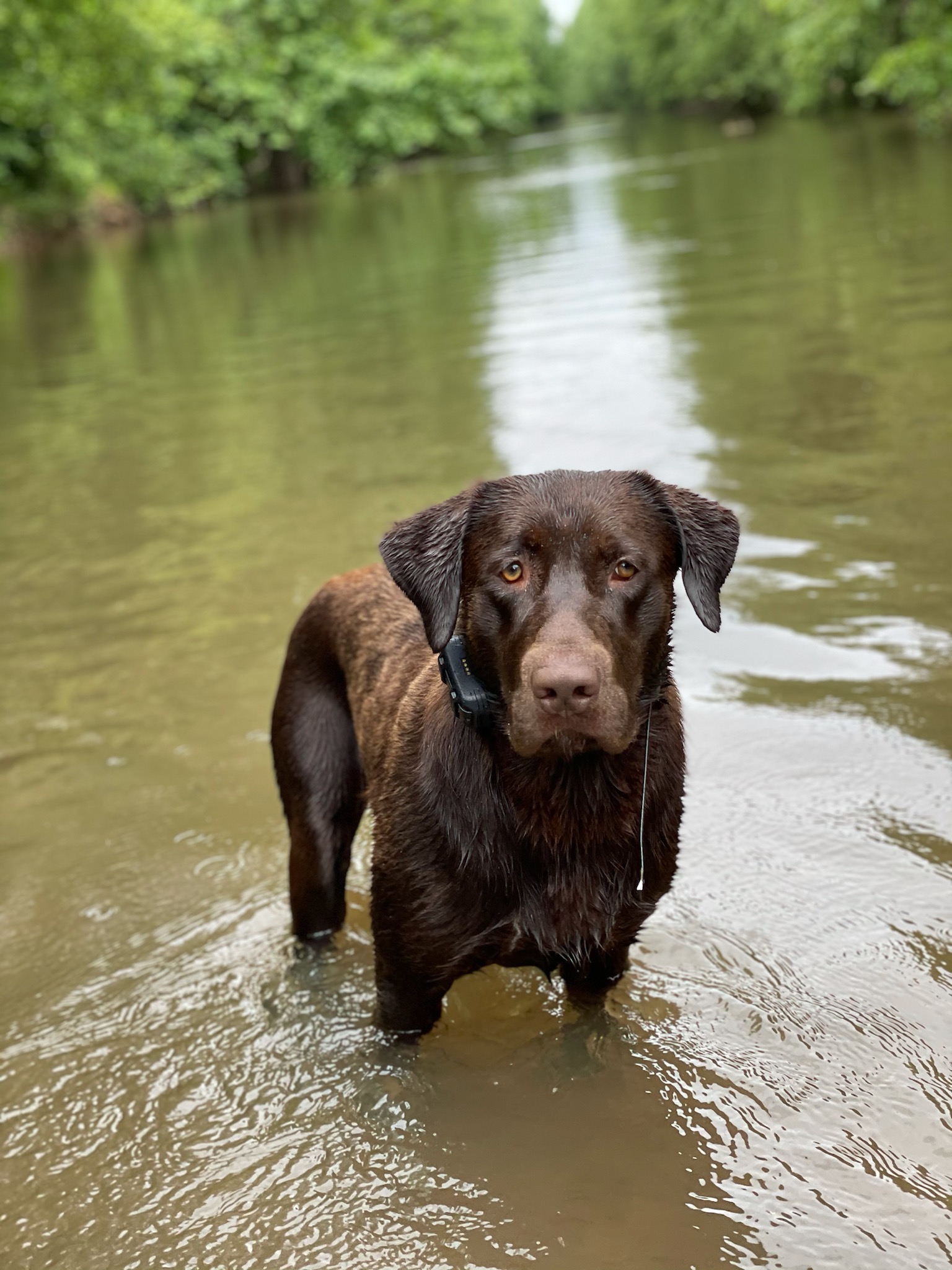 SHR COTTONHEAD'S SUPER "COOPER" | Chocolate Labrador Retriver