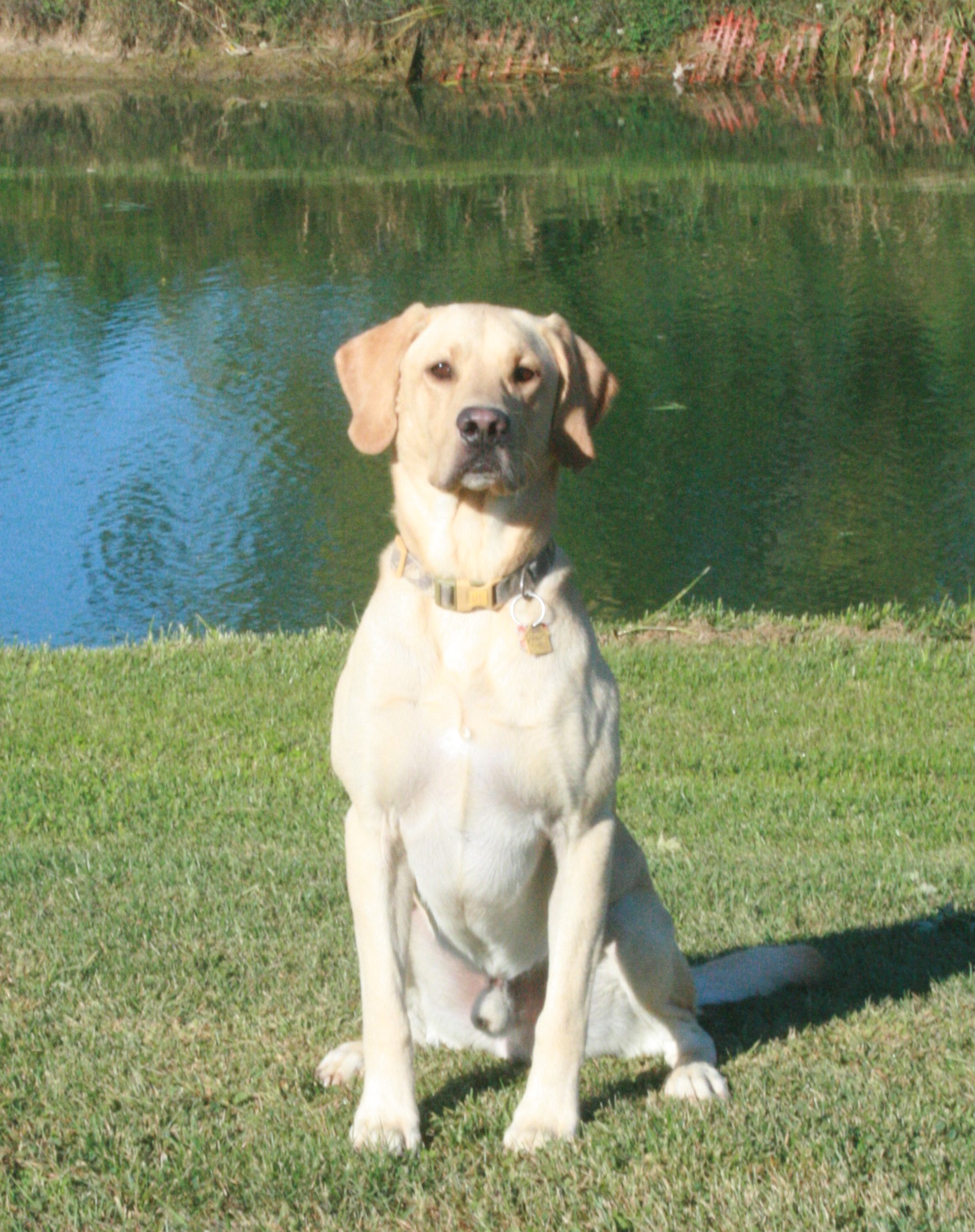 Kingseed's Milo Brown | Yellow Labrador Retriver