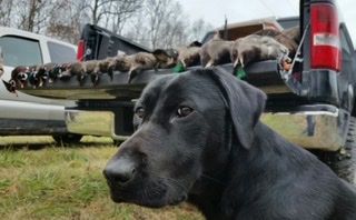 HRCH  Miss Avery May Of Hickory Hills SH | Black Labrador Retriver